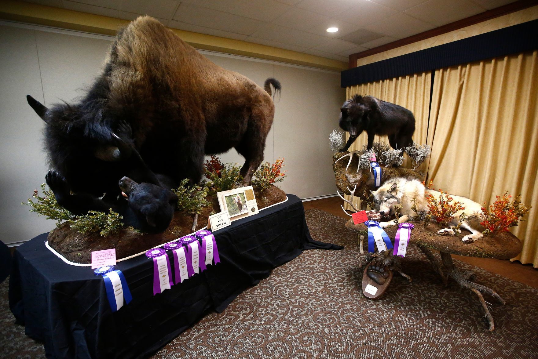 Montana Taxidermists Association Convention and competition